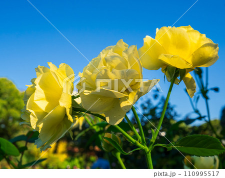 青空に映える黄色い薔薇の花 110995517