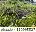 田んぼの黒米の稲穂 110995527