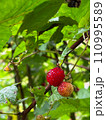 木になっているフレッシュなラズベリー 110995589
