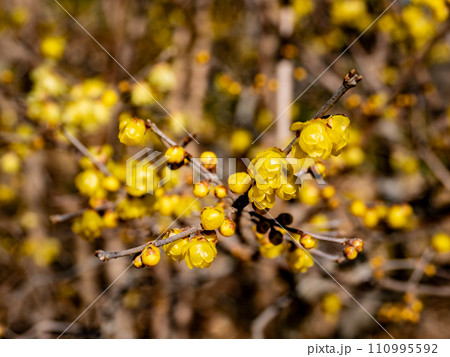 冬の晴れた日に咲く素心蝋梅（ソシンロウバイ）の花 110995592