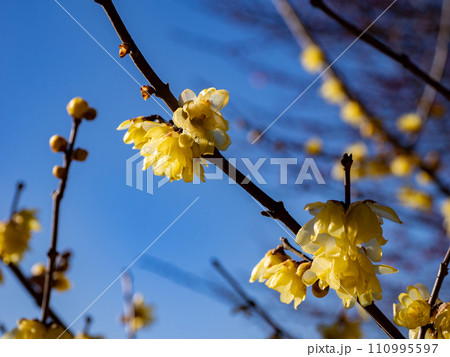 冬の晴れた日に咲く素心蝋梅(ソシンロウバイ)の花 冬の晴れた日に咲く素心蝋梅(ソシンロウバイ)の花 110995597
