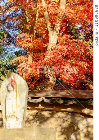 京都市山科区の毘沙門堂　紅葉 110995689