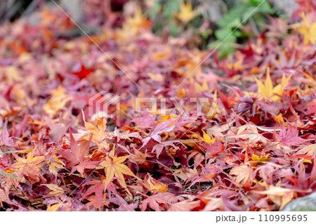 京都市山科区の毘沙門堂 紅葉の絨毯 京都市山科区の毘沙門堂 紅葉の絨毯 110995695