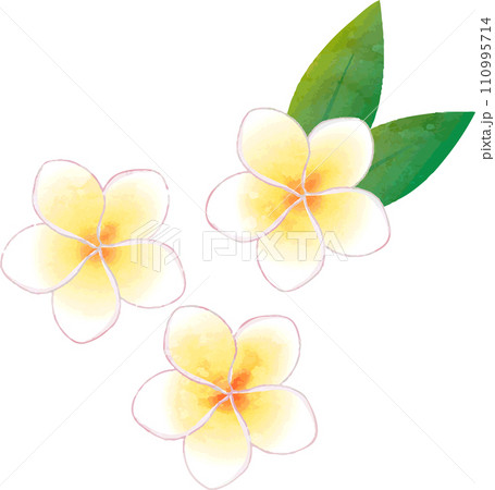 花 プルメリア 植物 アイコン 飾り あしらい 夏 水彩 イラスト素材 花 プルメリア 植物 アイコン 飾り あしらい 夏 水彩 イラスト素材 110995714