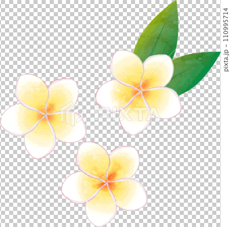 花 プルメリア 植物 アイコン 飾り あしらい 夏 水彩 イラスト素材 花 プルメリア 植物 アイコン 飾り あしらい 夏 水彩 イラスト素材 110995714