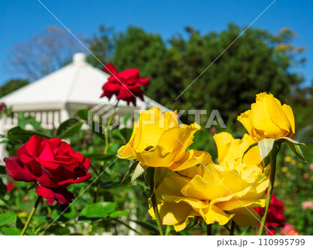 青空に映える赤色と黄色の薔薇の花と白い東屋 110995799