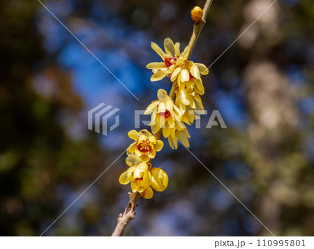 冬の晴れた日に咲く蝋梅（ロウバイ）の花 110995801