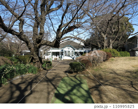 水仙が咲く横浜市中区の山手公園（旧山手68番館） 110995825