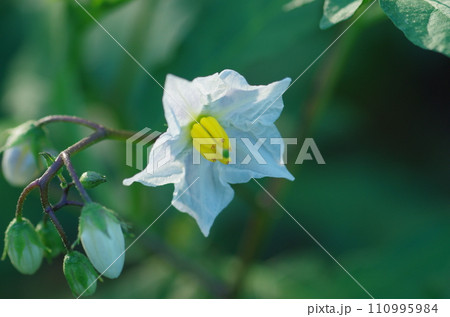 ワルナスビの花 ワルナスビの花 110995984