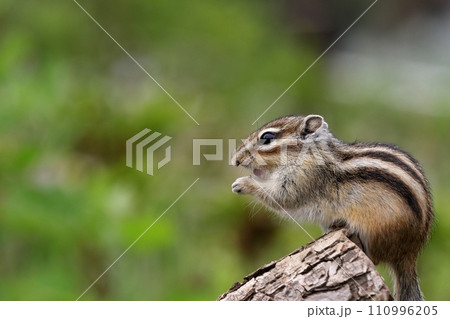 横向きのシマリスのポートレート 110996205