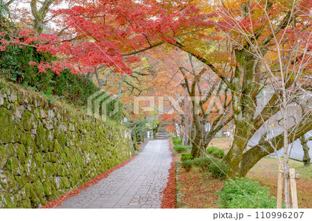 滋賀県大津市坂本の日吉大社参道の紅葉 穴太衆積みの石垣 滋賀県大津市坂本の日吉大社参道の紅葉 穴太衆積みの石垣 110996207