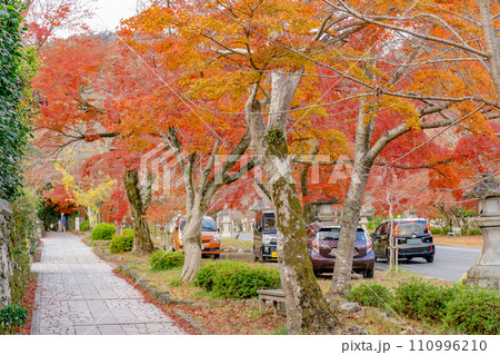 滋賀県大津市坂本の日吉大社参道の紅葉　穴太衆積みの石垣 110996210