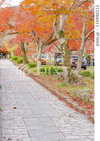 滋賀県大津市坂本の日吉大社参道の紅葉 穴太衆積みの石垣 滋賀県大津市坂本の日吉大社参道の紅葉 穴太衆積みの石垣 110996212