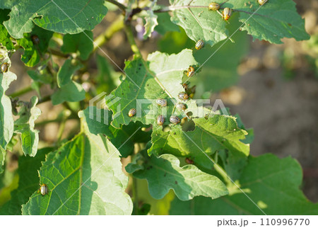 Potato or Colorado beetle - Leptinotarsa decemlineata on eggplant. This insect can damage the leaves and fruits of eggplant. Potato or Colorado beetle - Leptinotarsa decemlineata on eggplant. This insect can damage the leaves and fruits of eggplant. 110996770