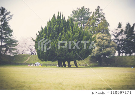 木 日本 スナップ 風景 日常 木 日本 スナップ 風景 日常 110997171
