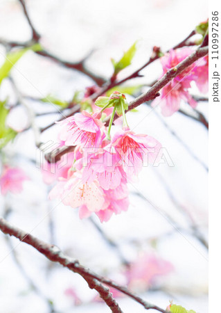 美しいピンクの寒緋桜 110997286