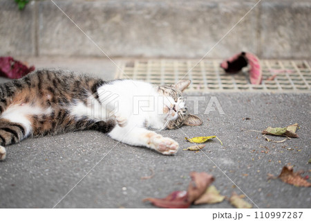 昼寝する猫 110997287