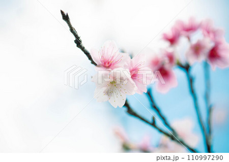 美しいピンクの寒緋桜 美しいピンクの寒緋桜 110997290