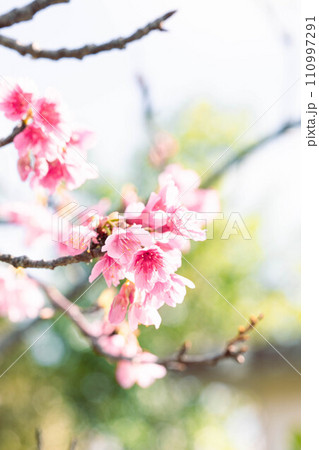 美しいピンクの寒緋桜 美しいピンクの寒緋桜 110997291