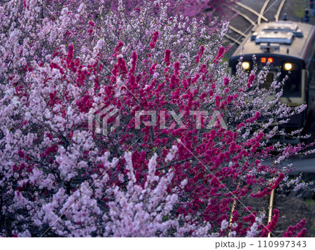 桃の花の下を走る気動車　春の「わたらせ渓谷鐵道」 110997343