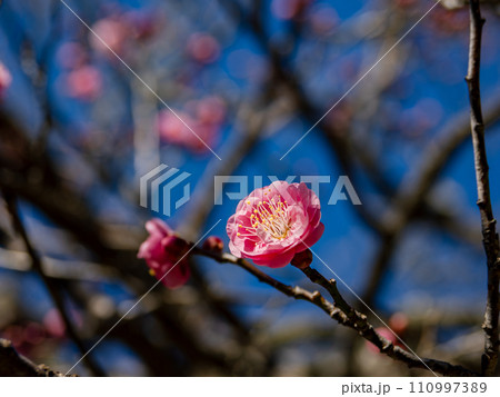 冬に咲き始めた美しい紅梅【未開紅】 冬に咲き始めた美しい紅梅【未開紅】 110997389