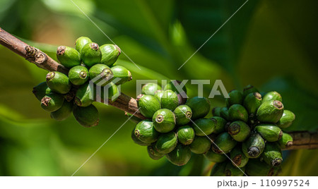 harvesting coffee agriculture. Coffee harvest, ripe coffee located among greenery on tree branches. Bountiful Coffee Harvest Ripe Coffee Beans Nestled Amidst Greenery on Coffee Tree Branches harvesting coffee agriculture. Coffee harvest, ripe coffee located among greenery on tree branches. Bountiful Coffee Harvest Ripe Coffee Beans Nestled Amidst Greenery on Coffee Tree Branches 110997524