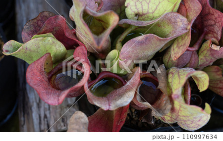 食中植物「サラセニア」 110997634