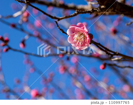 冬に咲き始めた美しい紅梅【唐梅】 110997765