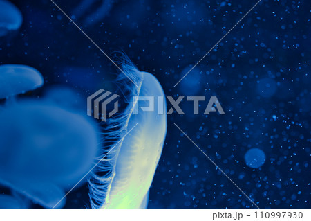 幻想的なクラゲ 110997930