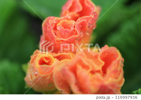 バラ咲きプリムラ・ジュリアン 110997936