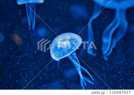幻想的なクラゲ 110997937