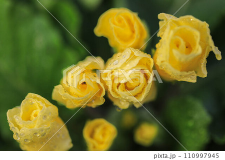 バラ咲きプリムラ・ジュリアン 110997945