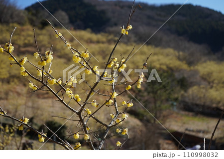 松田町の寄ロウバイ祭り 一月下旬 松田町の寄ロウバイ祭り 一月下旬 110998032
