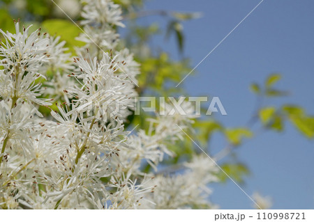 青空と枝葉をぼかしてアオダモの白い花をクローズアップ／モクセイ科・4月 110998721