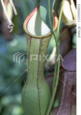 食中植物「ウツボカヅラ」 110999053