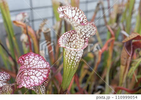 食中植物「サラセニア」 食中植物「サラセニア」 110999054