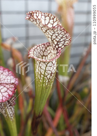 食中植物「サラセニア」 110999055