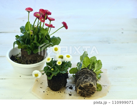 Repotting of pink flower daisy, Bellis perennis, home gardening Repotting of pink flower daisy, Bellis perennis, home gardening 110999071