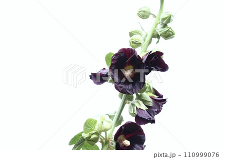 Flower of  Alcea rosea Nigra, known as Black hollyhock used as medicinal herb Flower of  Alcea rosea Nigra, known as Black hollyhock used as medicinal herb 110999076