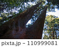 筑波山　御幸ヶ原コースにあった杉の木 110999081