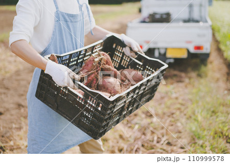 vegetable field vegetable field 110999578