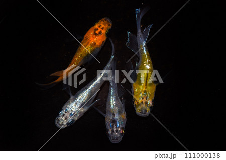 カラフルなメダカ（オーロラ黄ラメ体外光ショート） 111000138