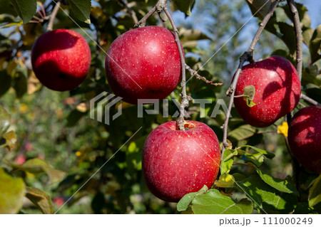 果樹園の美味しい品種のリンゴ 山雪 111000249