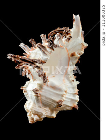 Murex Indivia Longspine Shell on a black background 111000325
