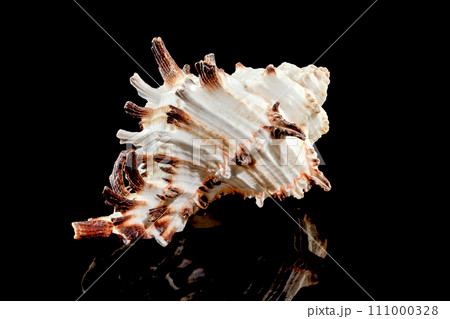 Murex Indivia Longspine Shell on a black background 111000328