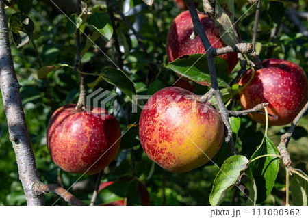 果樹園の美味しいリンゴ品種の秋映（あきばえ） 111000362