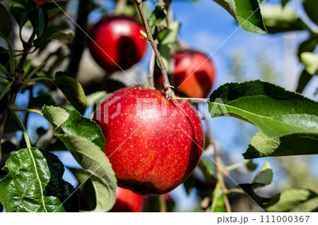 果樹園の美味しいリンゴ品種の秋映（あきばえ） 111000367