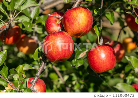 果樹園の美味しい品種のリンゴ　シナノスイート 111000472