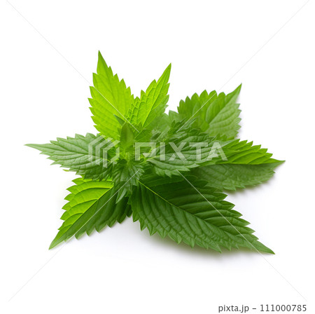 Nettle plant on a white background Nettle plant on a white background 111000785