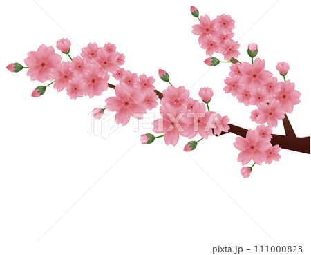 ピンクの桜のイラスト 桜の花びらのイラスト ピンクの桜のイラスト 桜の花びらのイラスト 111000823